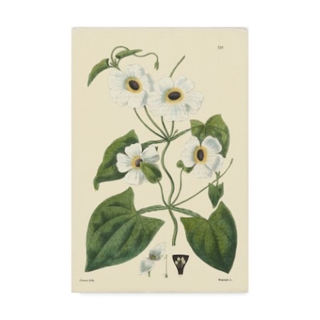Vision Studio 'White Curtis Botanical Iv' Canvas Art,12x19